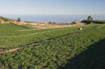 agricultura.jpeg