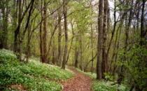 bosque.jpg