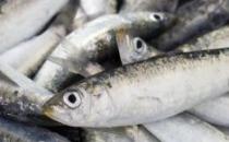 pesca.jpg