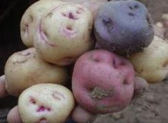 Papas.jpg